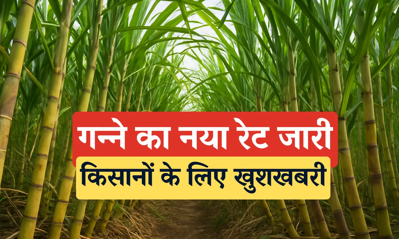 Sugarcane New Rate